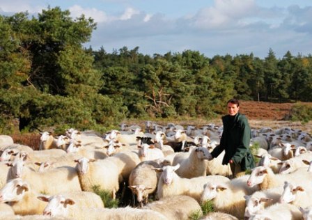 Landschap Overijssel heeft sinds 1979 weer een kudde van ongeveer 400 schapen rondlopen op de lemelerberg